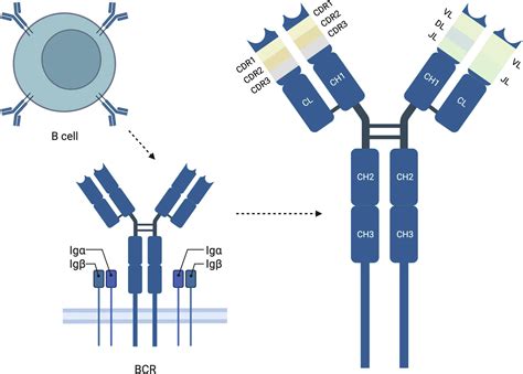 bcr game16|Analysis of the B cell receptor repertoire in six immune.